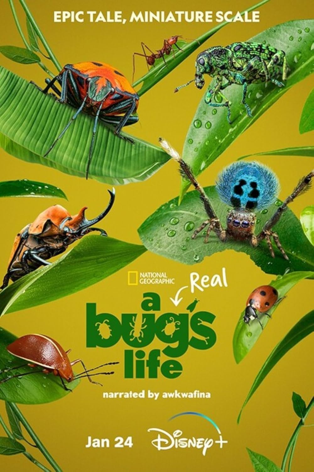 A Real Bug's Life 