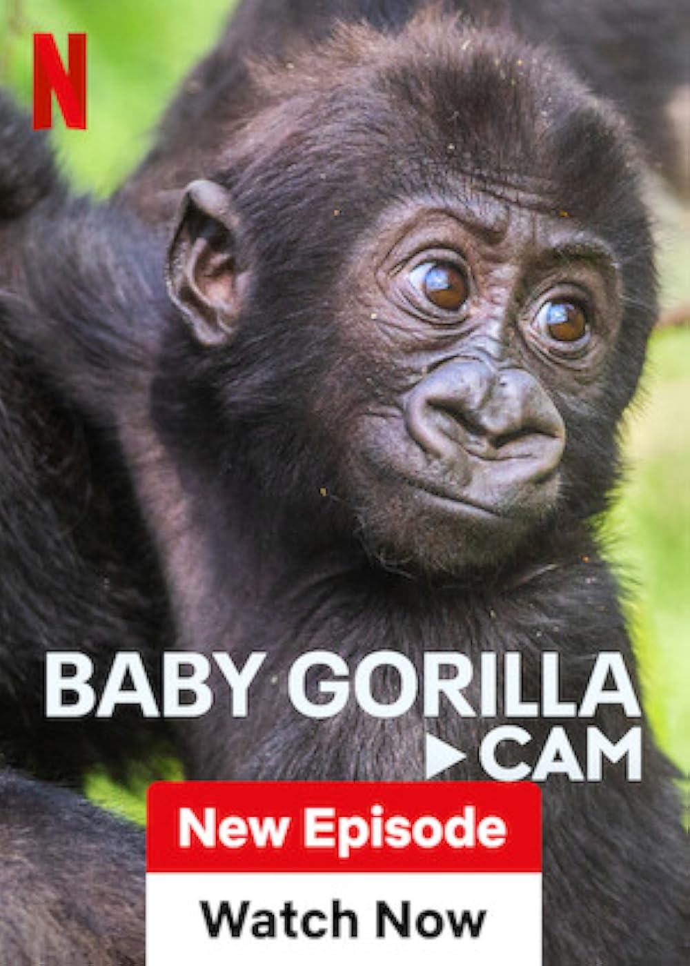 Baby Gorilla Cam (2023)