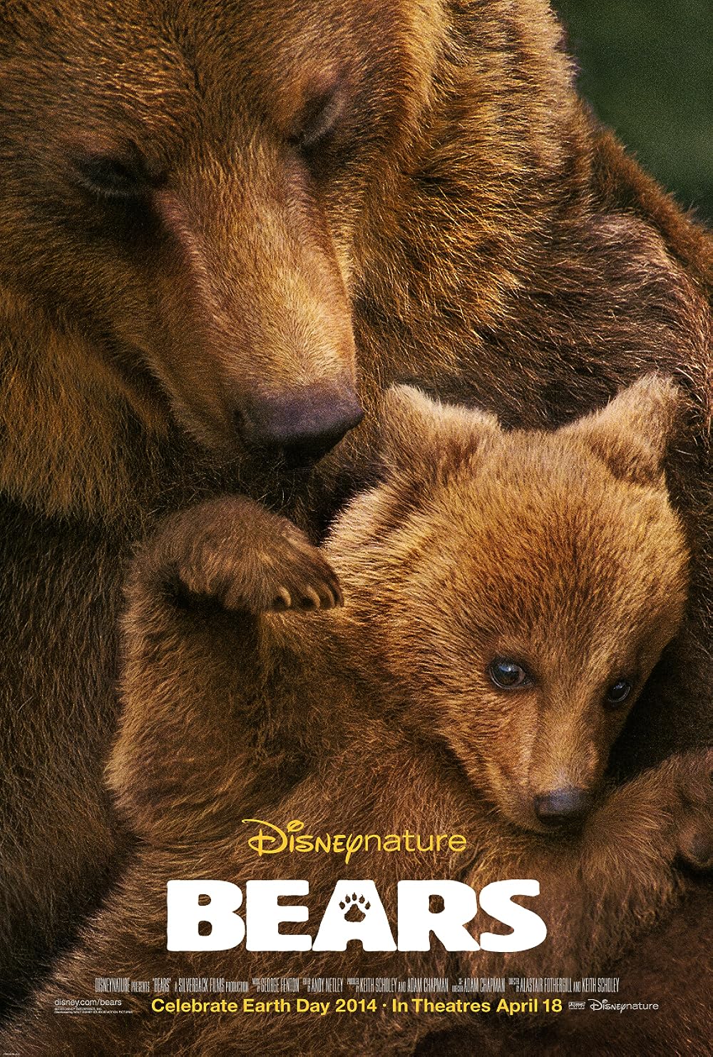 Bears 