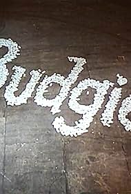 Budgie 