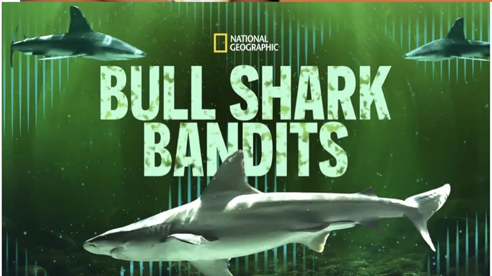 Bull Shark Bandits 