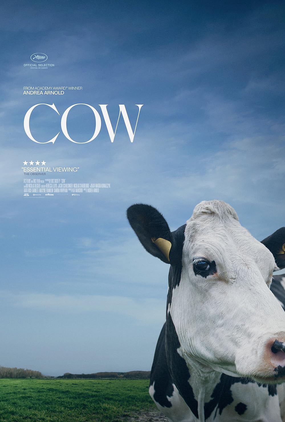Cow 