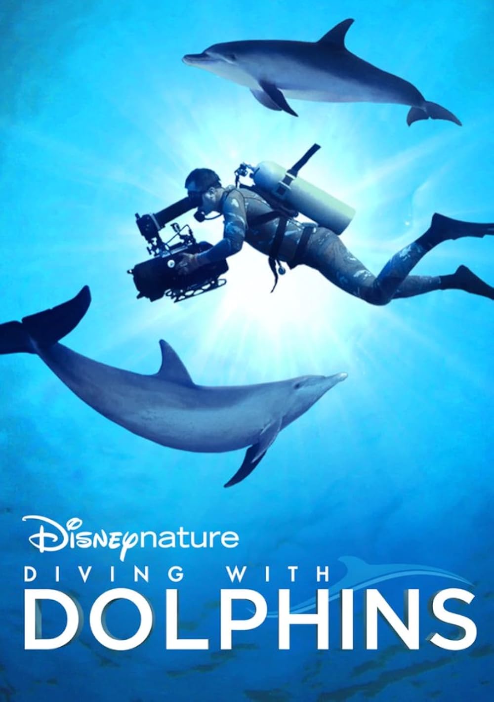 Diving with Dolphins 