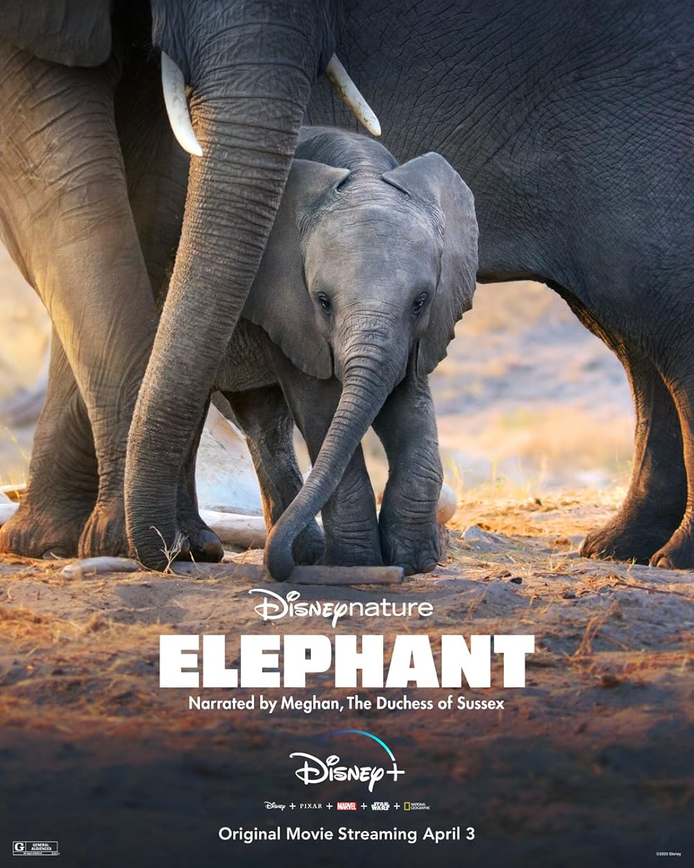 Elephant 