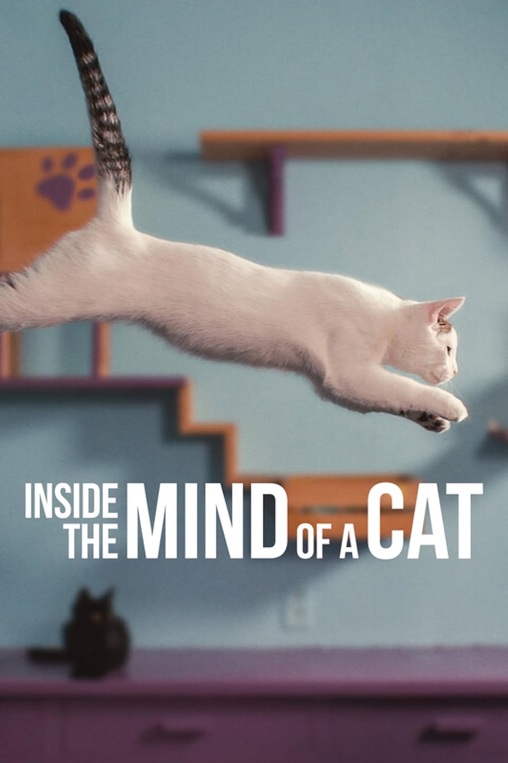 Inside the Mind of a Cat 