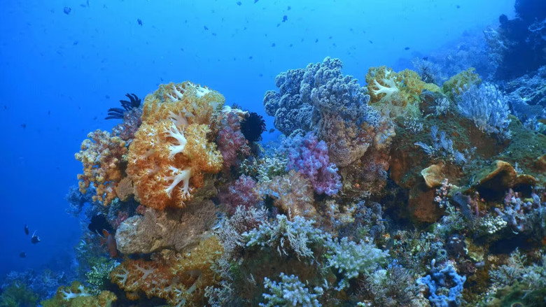 INTO THE BLUE: The Wonders of the Coral Triangle (TV Series 2021–2022) 2020