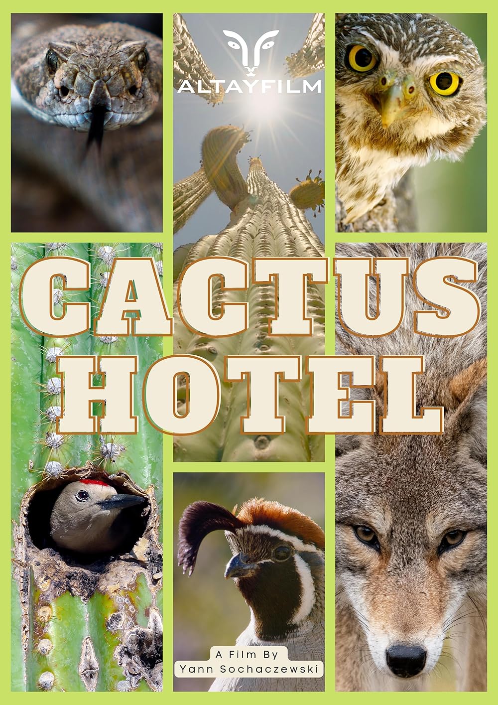 Kaktus Hotel 