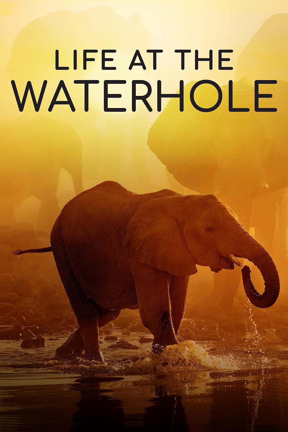 Life at the Waterhole 