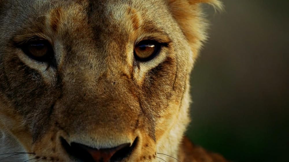 Malika the Lion Queen 
