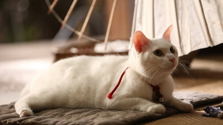 Neko Samurai (2013)