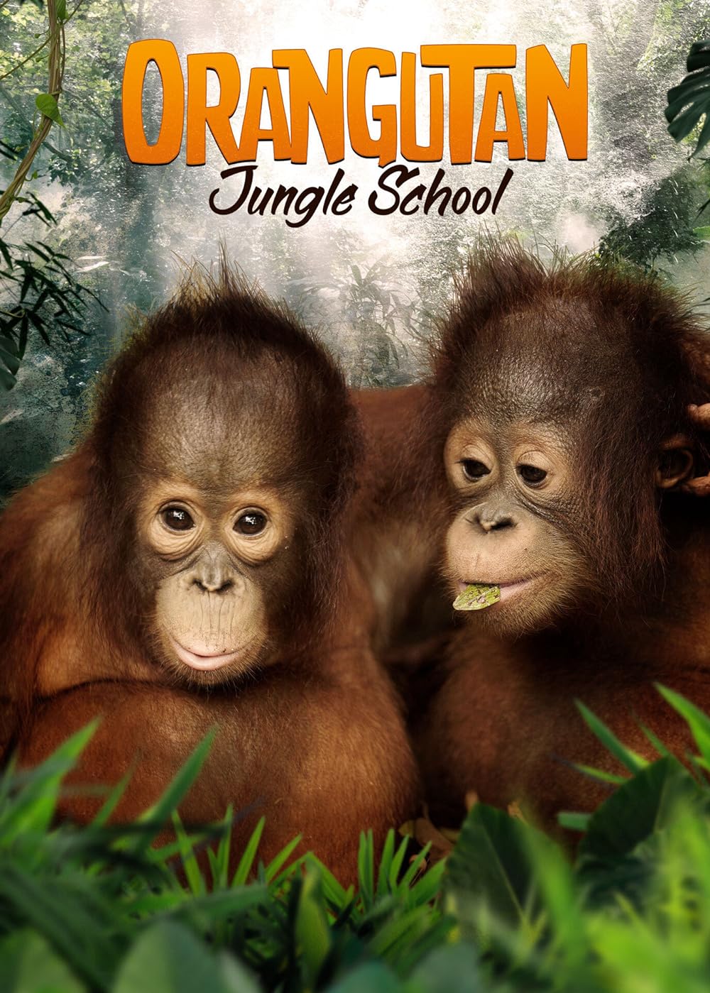 Orangutan Jungle School 