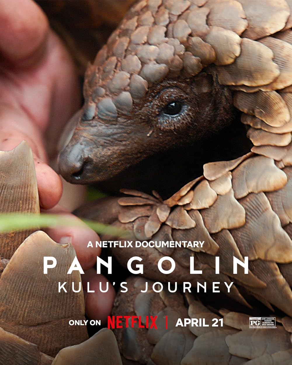 Pangolin: Kulu's Journey 