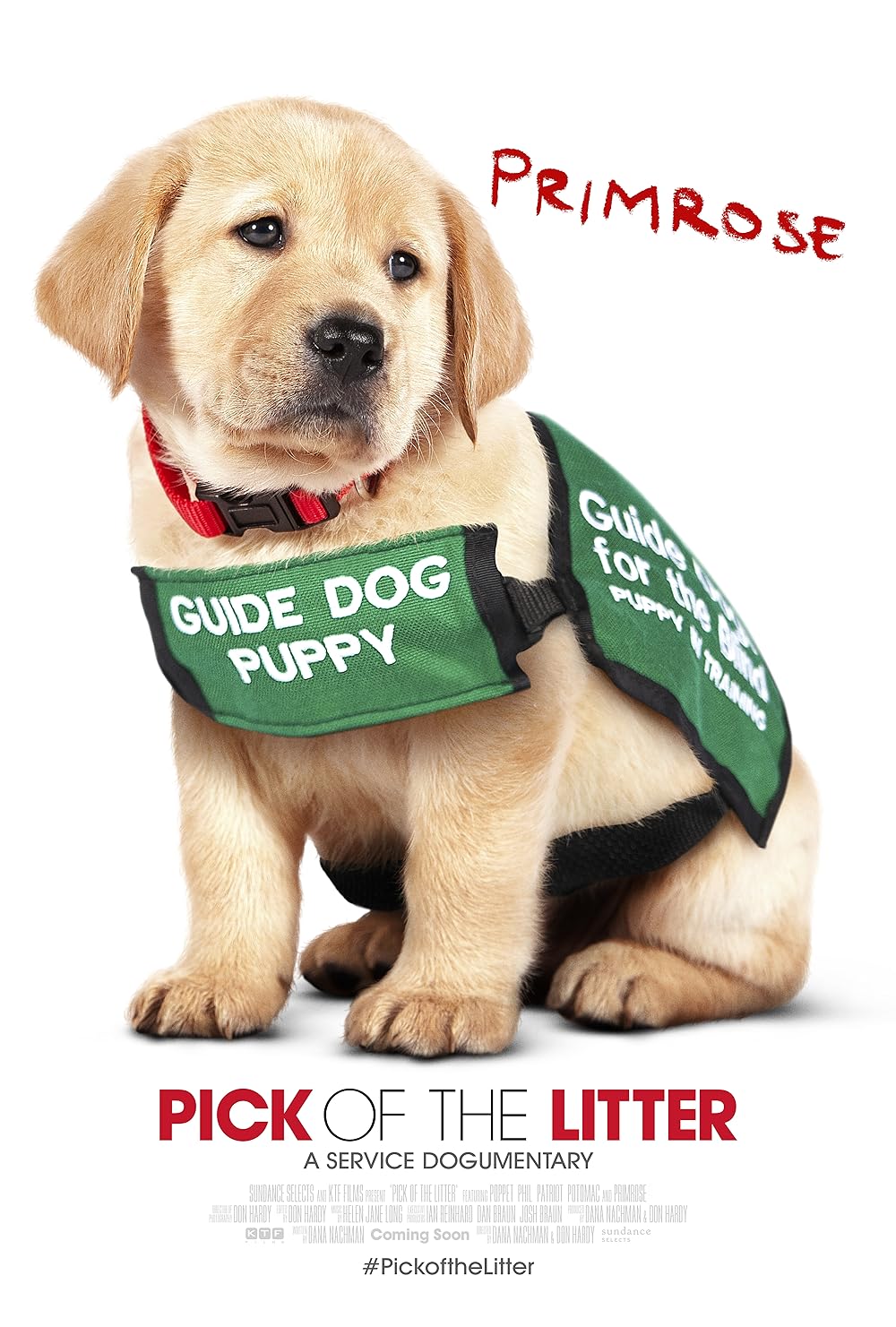 Pick of the Litter 