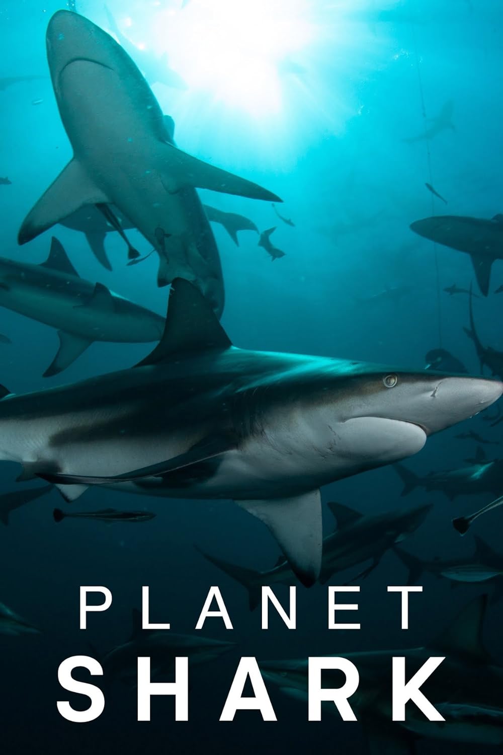 Planet Shark 