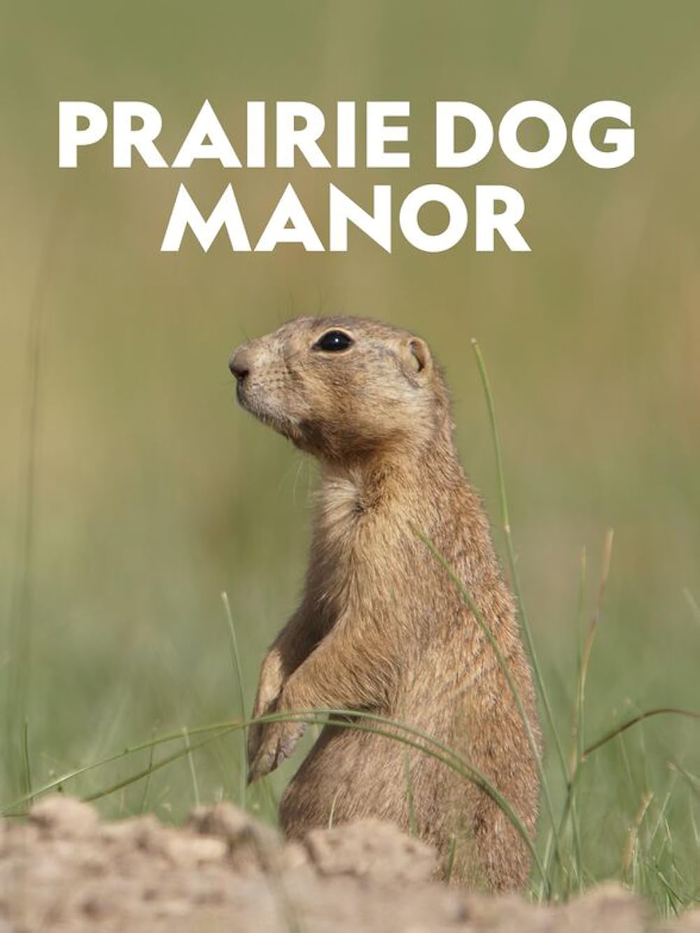 Prairie Dog Manor 
