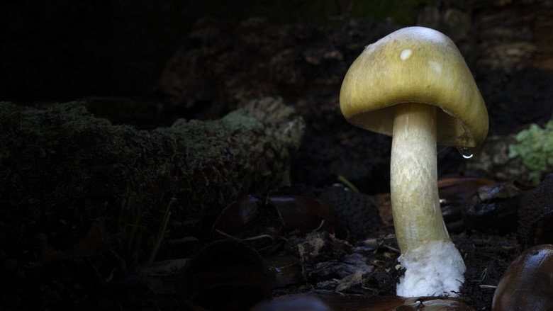 Revealed: Death Cap Murders (2025)