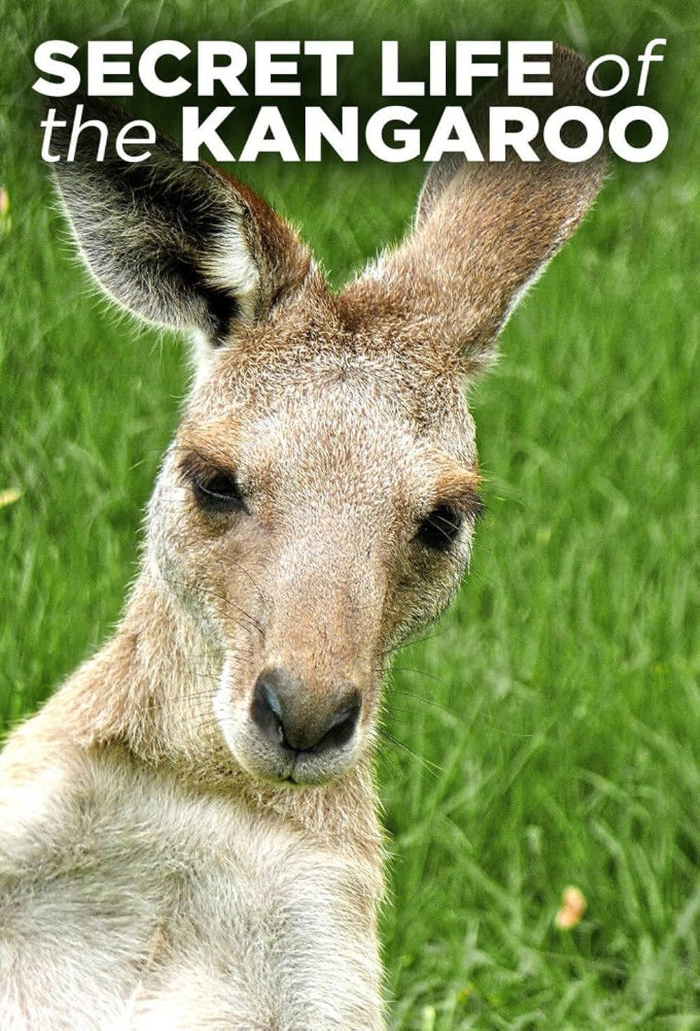 Secret Life of the Kangaroo 