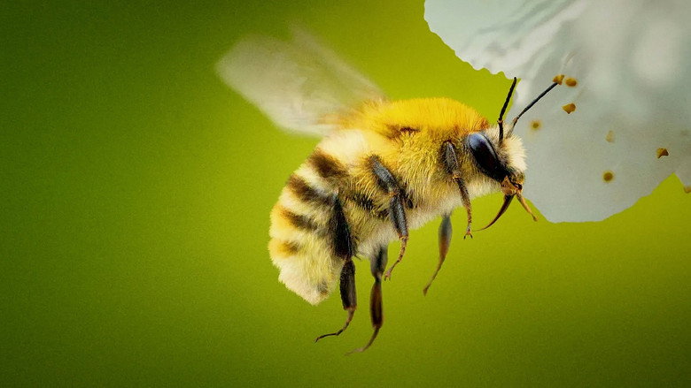 Secrets of the Bees (2026)