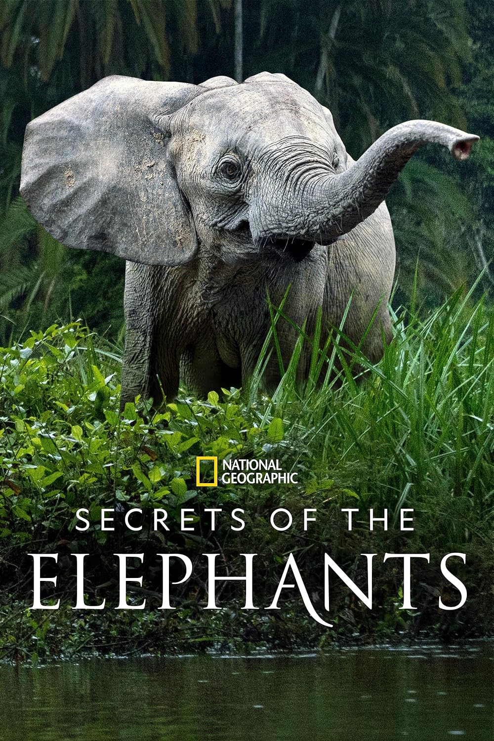 Secrets of the Elephants 