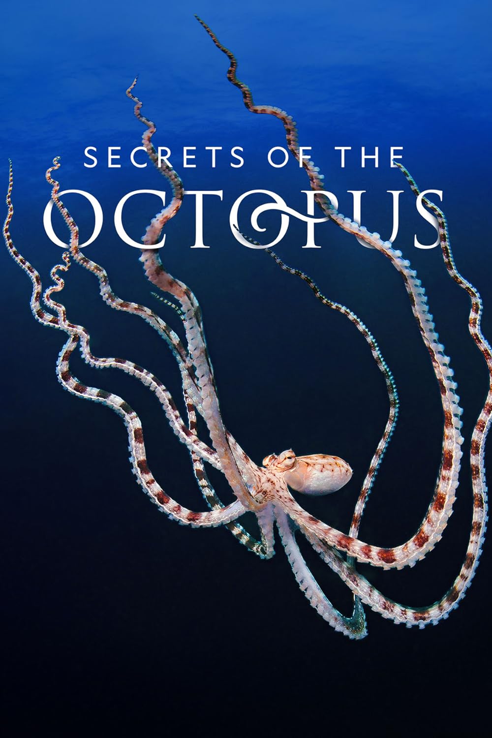 Secrets of the Octopus 