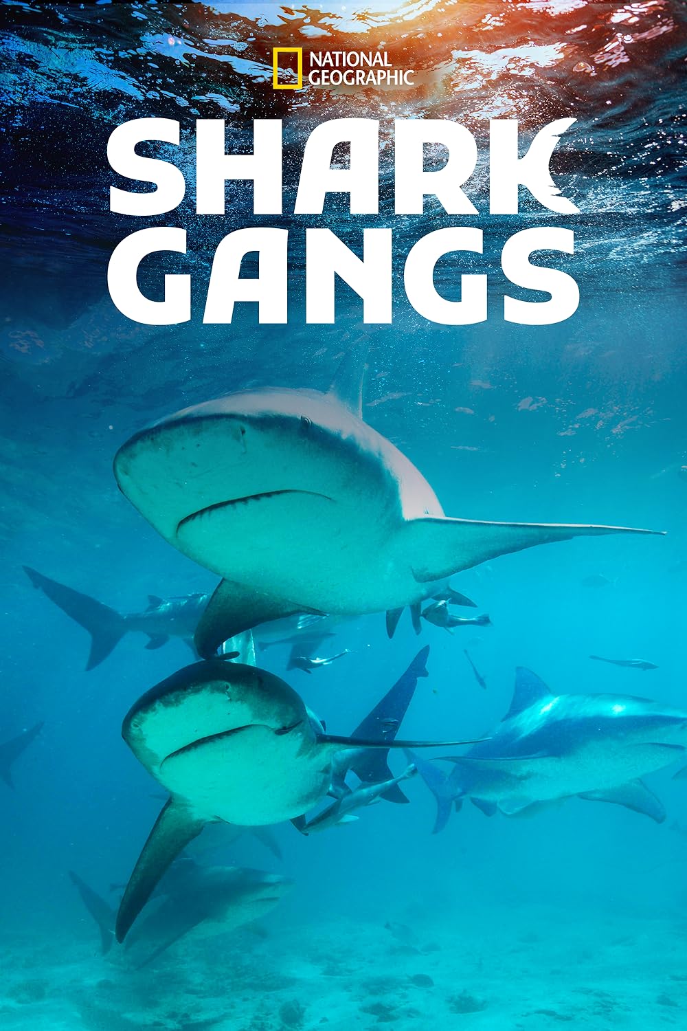Shark Gangs 