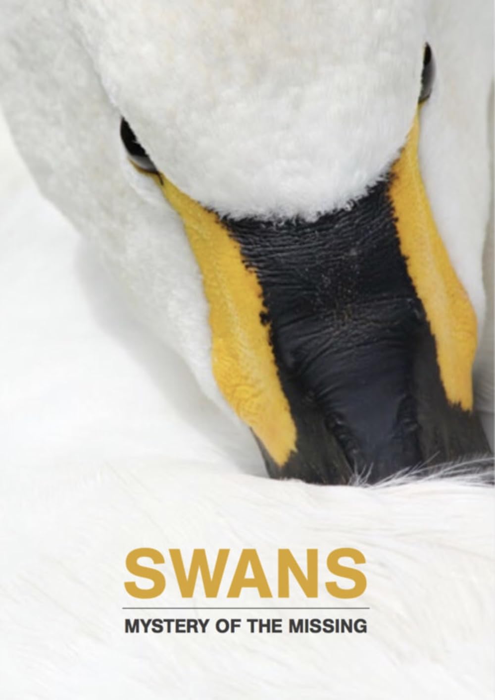 Swans: Mystery of the Missing 