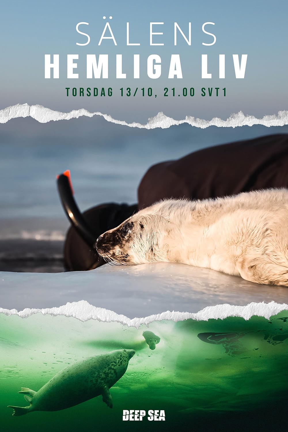 The Secret Life of Seals 