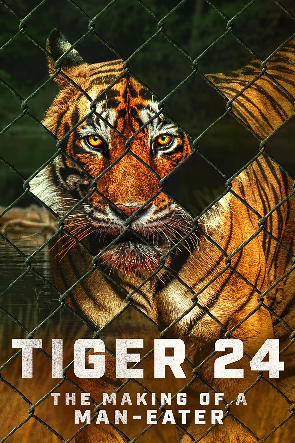 Tiger 24 