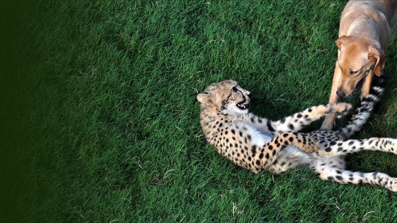 Unlikely Animal Friends (2012)