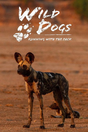 Wild Dogs: Running with the Pack 