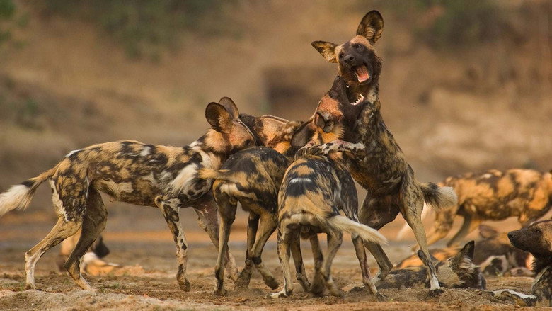 Wild Dogs: Running with the Pack (TV Series 2022–2023) 2022
