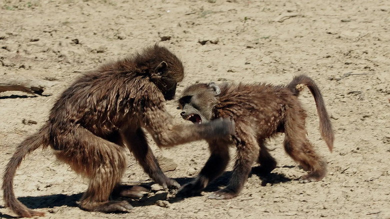 Wild Fighters (TV Series 2021) 2021