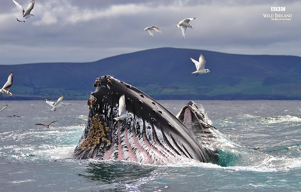 Wild Ireland: The Edge of the World 